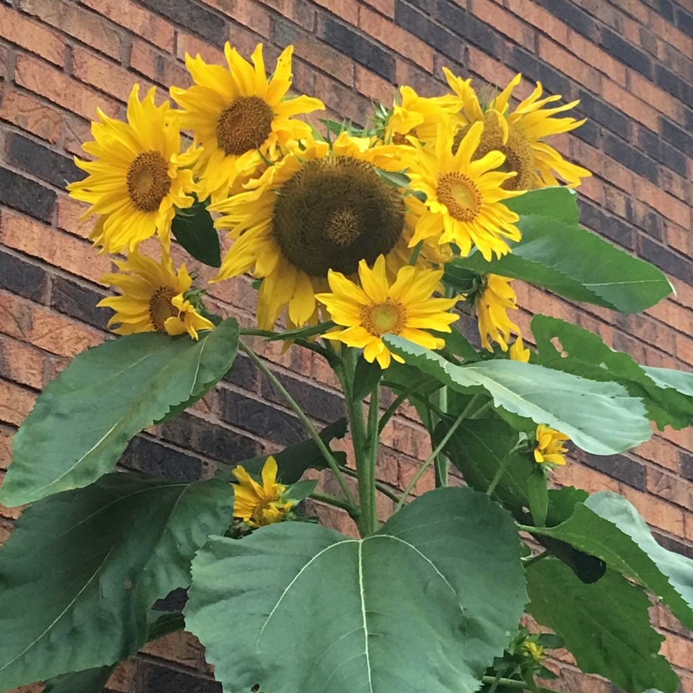 Meet your Posher, Paula